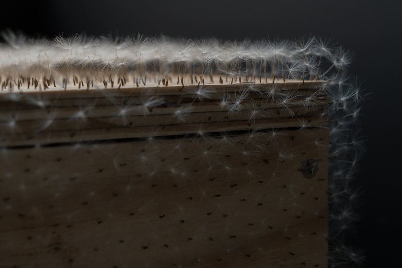  A plywood casket pierced with thousands of dandelion seeds 