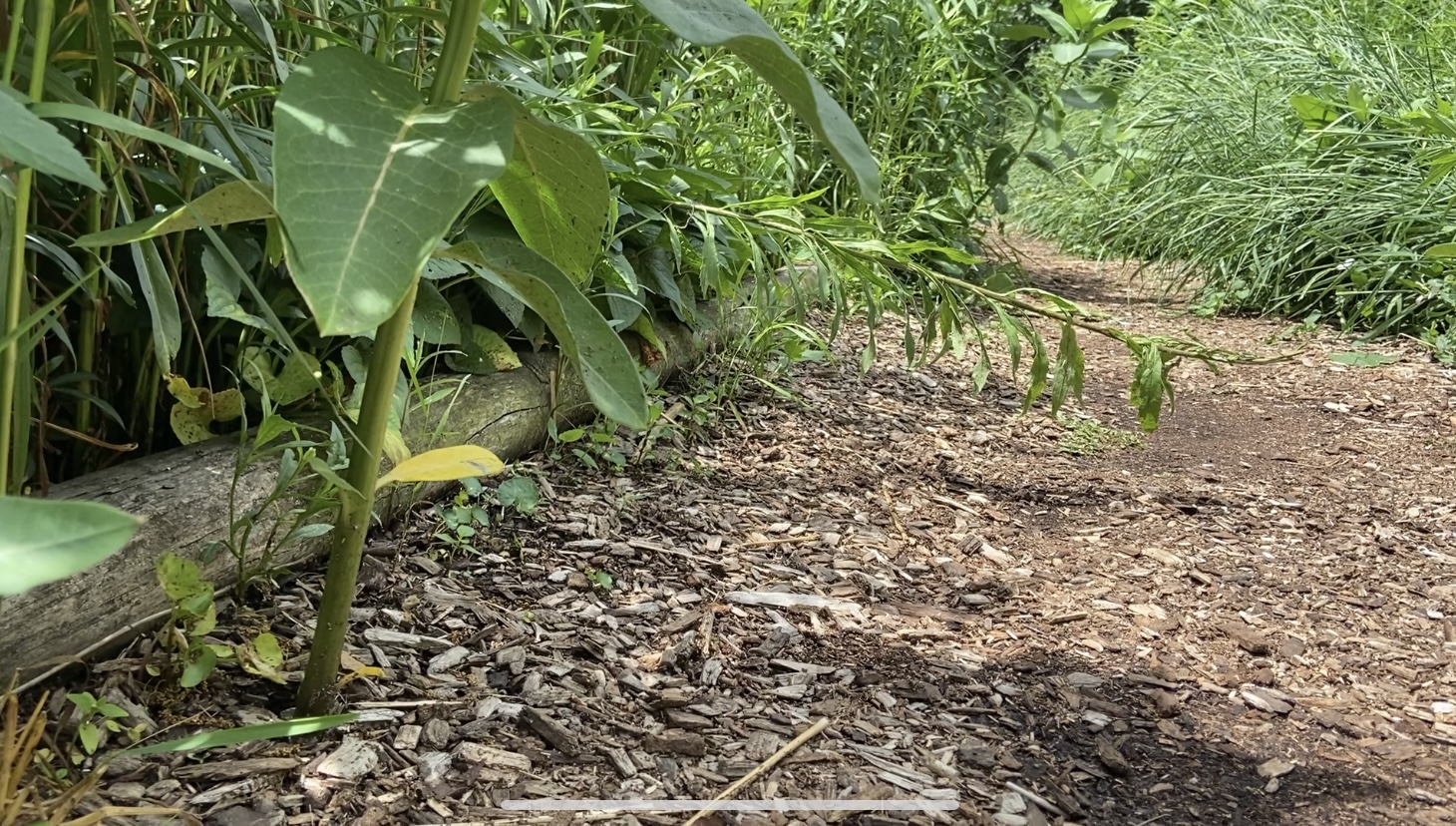  a hearty stem of milkweed is shown growing out from under a mulched path, close up at ground-level. 