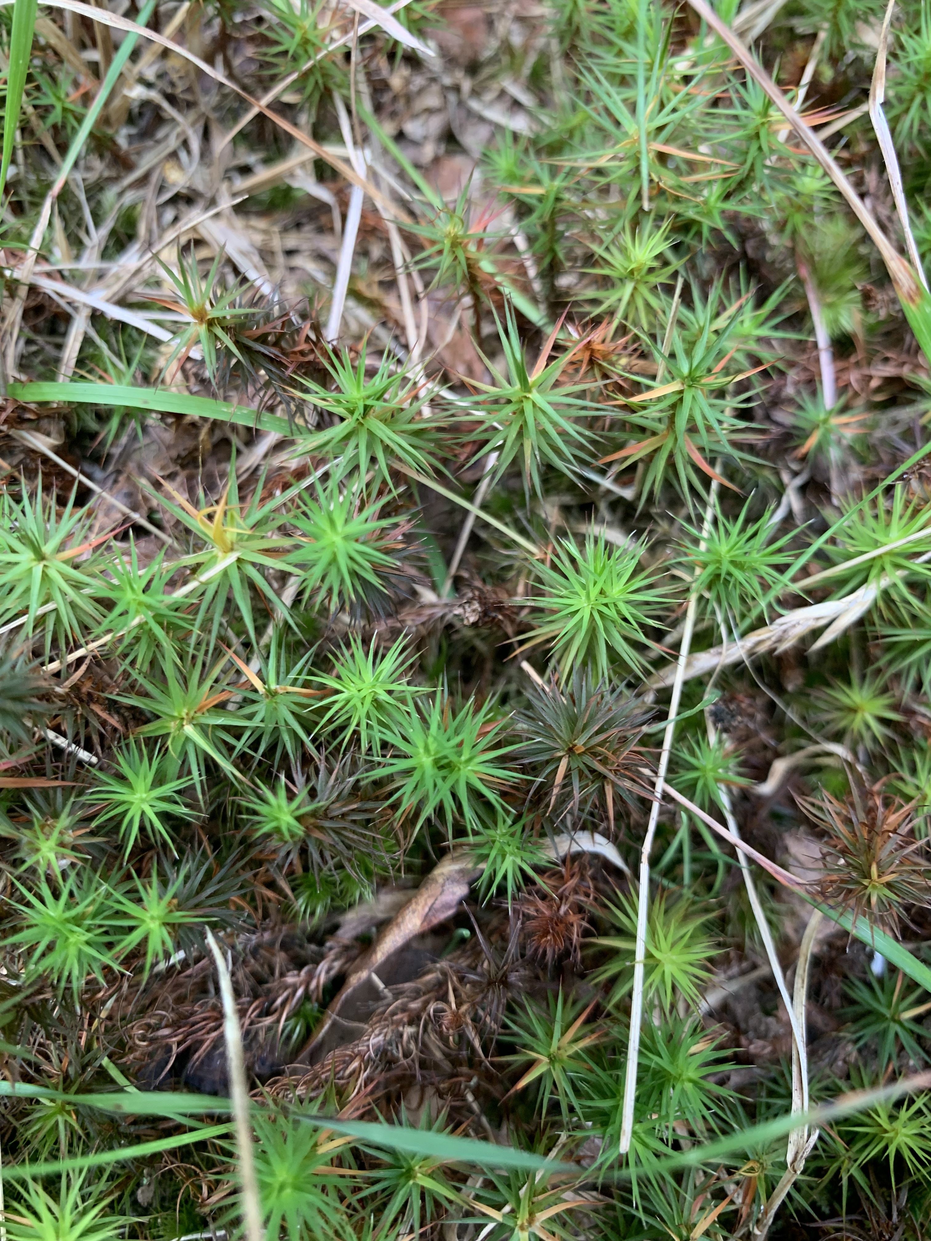  I think this is Juniper Haircap Moss. Apparently very common but I love the way it looks, like a tiny evergreen forest. 